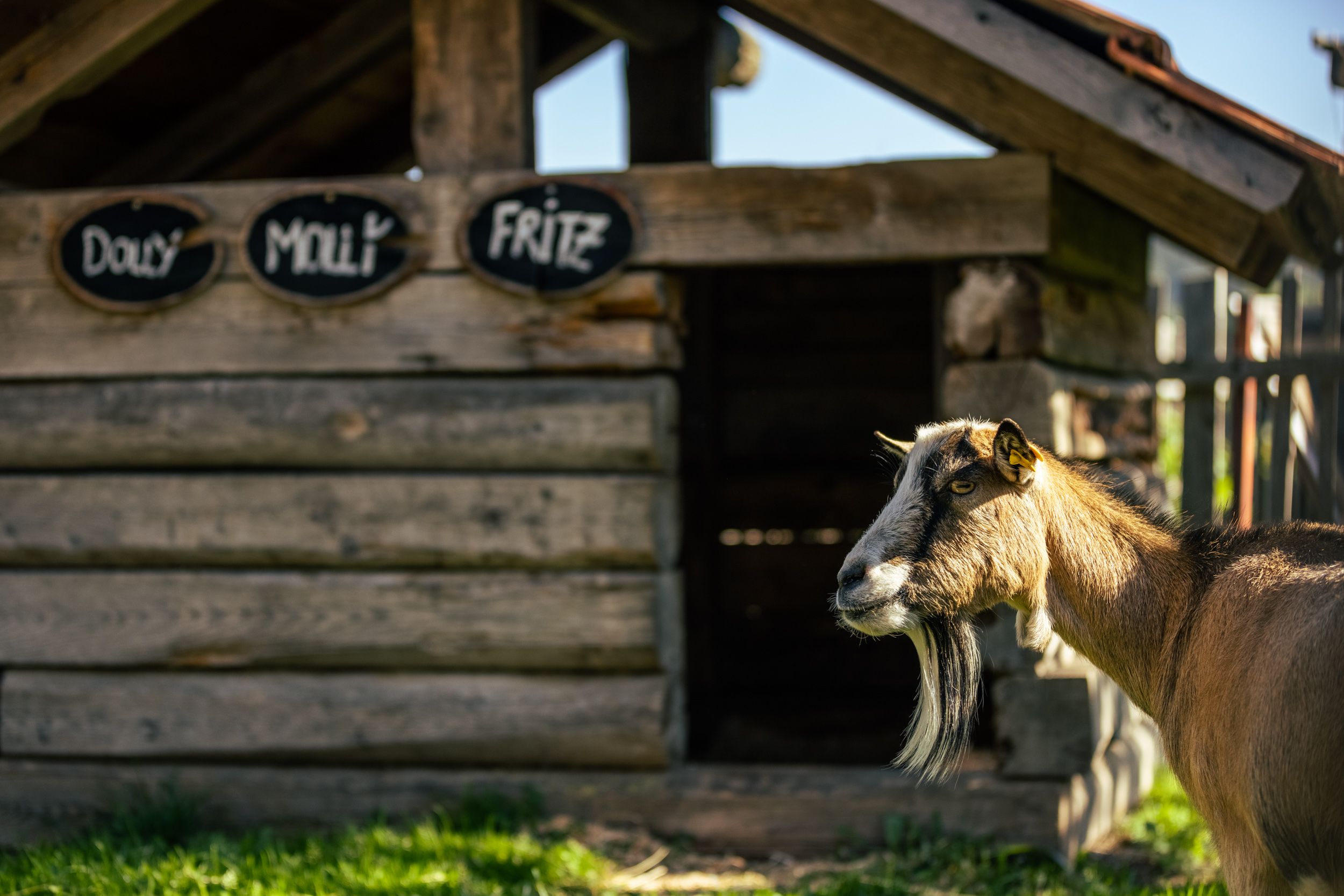 A goat stands in front of a wooden goat pen with name tags.