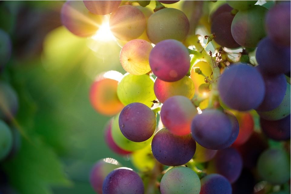 Viticulture Peter Trabauer