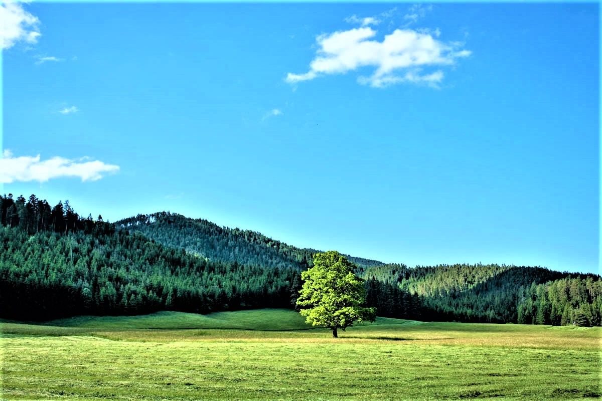 Single tree in a meadow in front of wooded hills and blue sky.