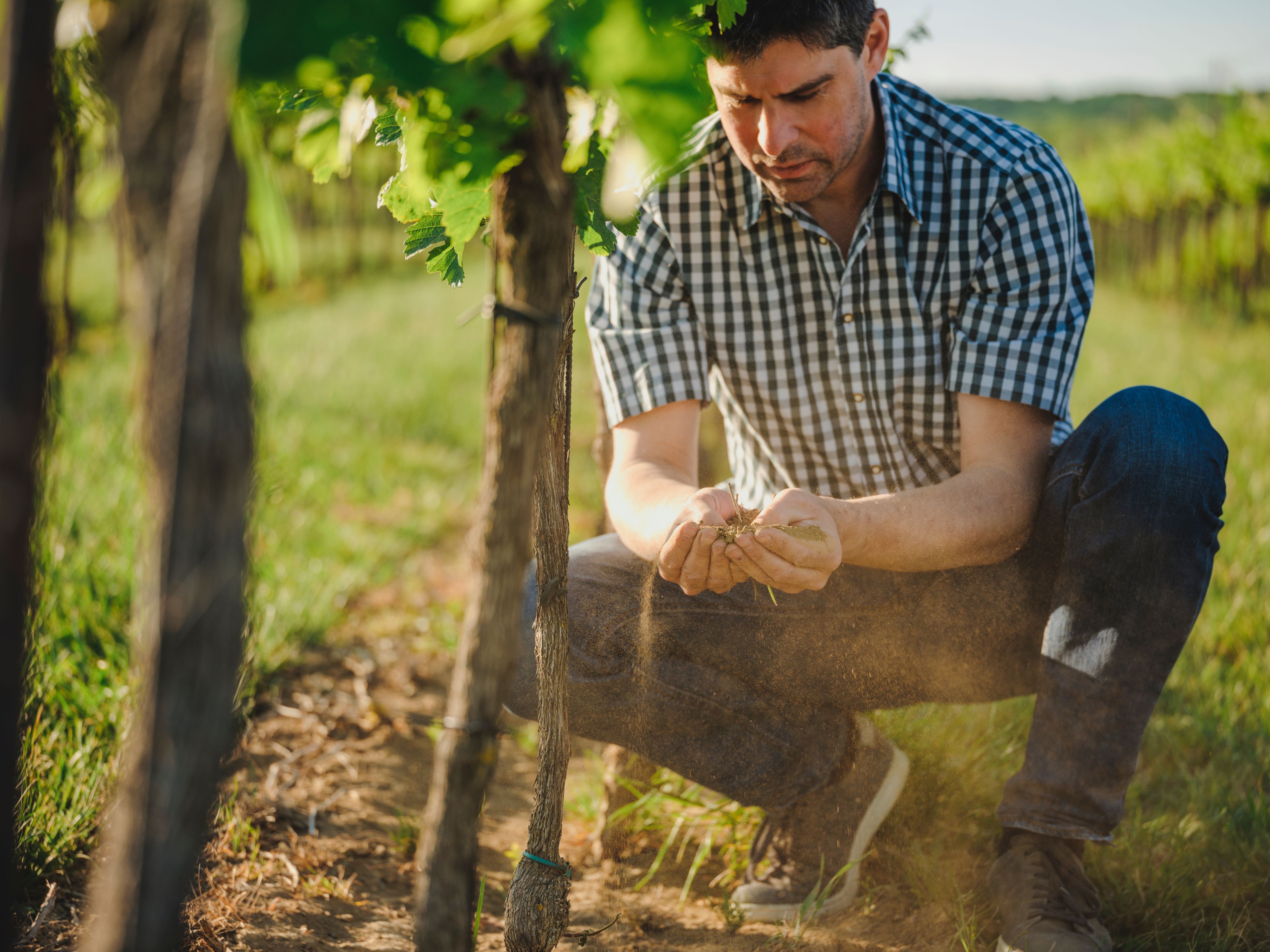 Man in plaid shirt examining plants in a vineyard.