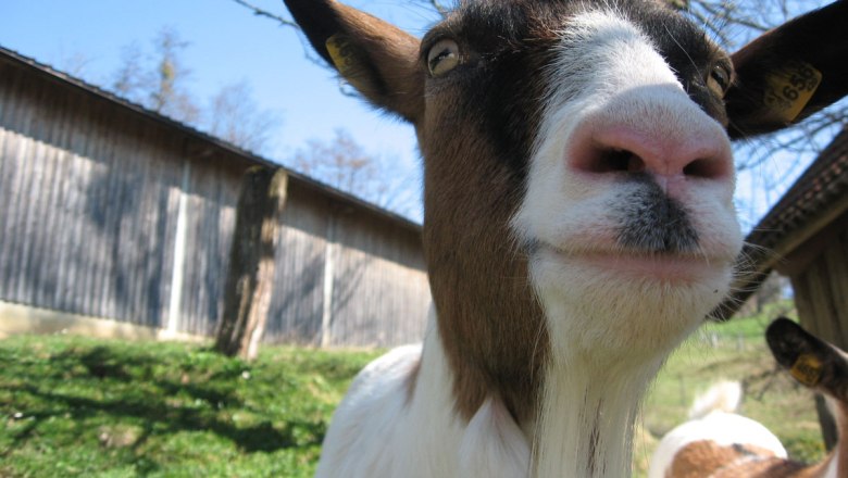 Heidi the cheeky goat, © Einkehrhof Poggau