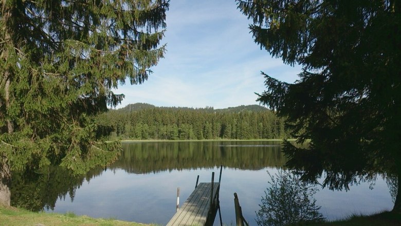 Bull pond, © Manfred Grill