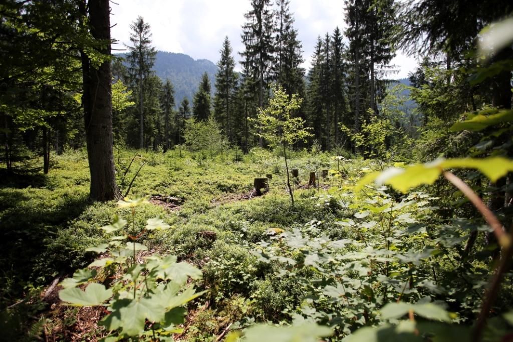 Forest landscape with trees and shrubs in the Leckermoor nature reserve.