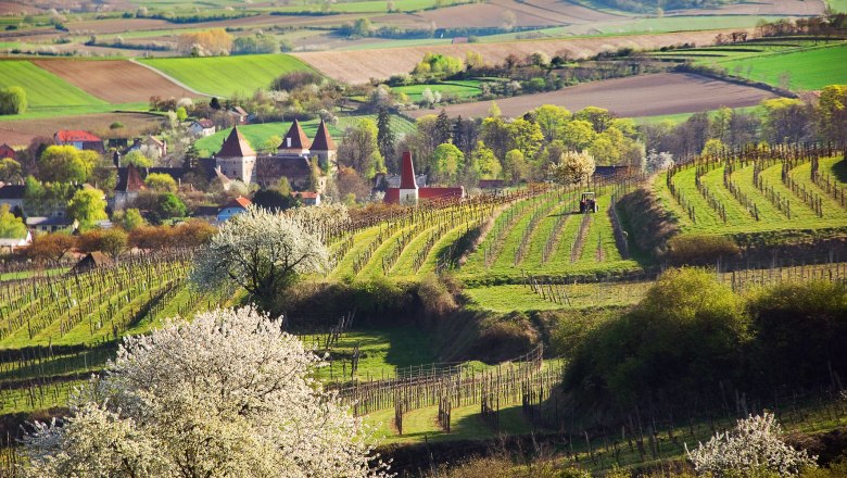 Landscape with vineyards, blossoming trees and a village in the background.