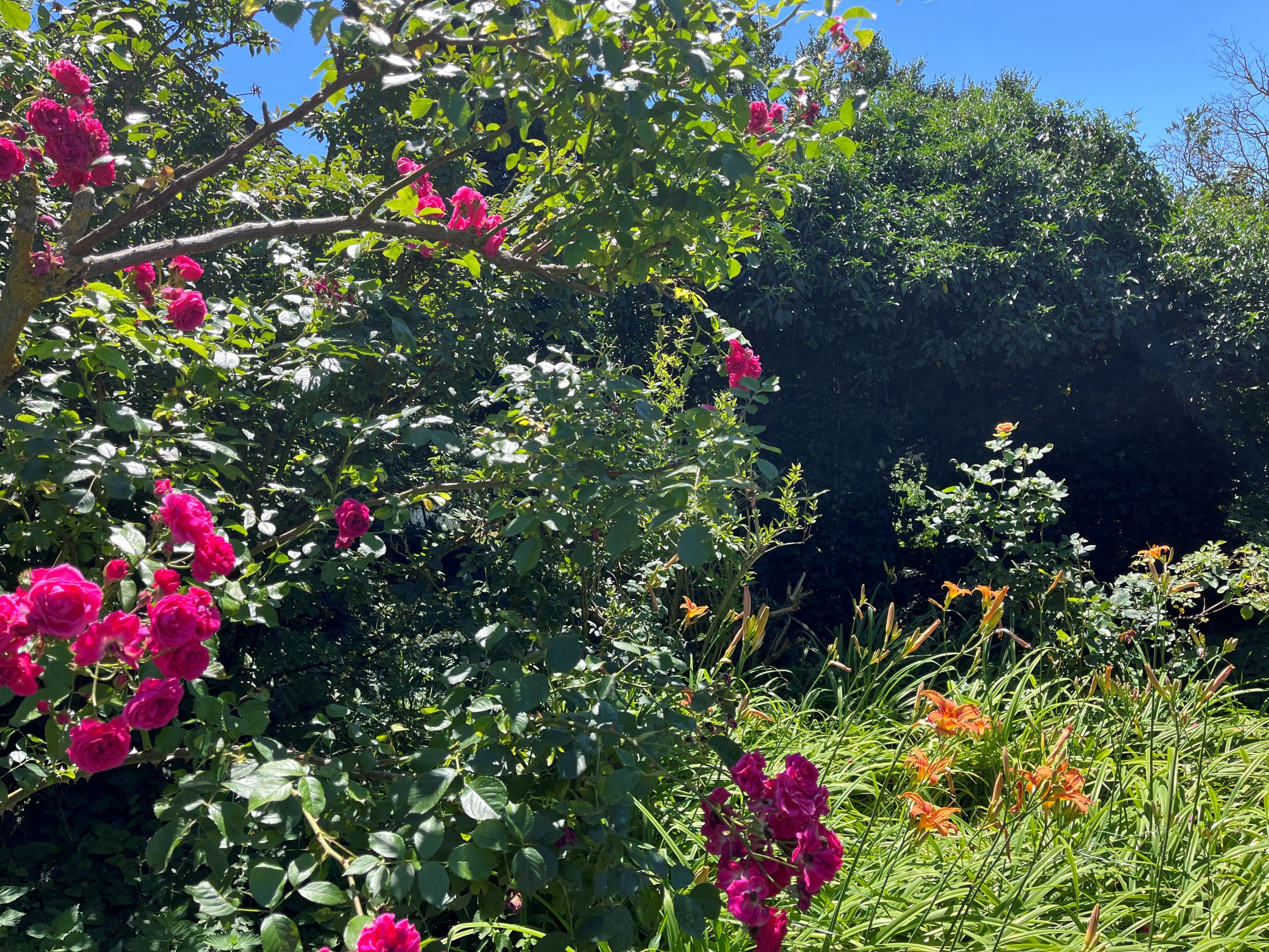 A blooming garden with pink roses and orange lilies under a clear blue sky.
