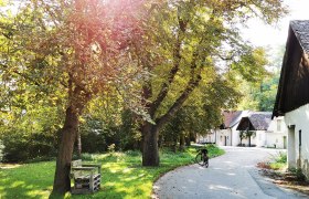 A sunny path with trees and a bicycle leaning against a tree. White buildings can be seen in the background.