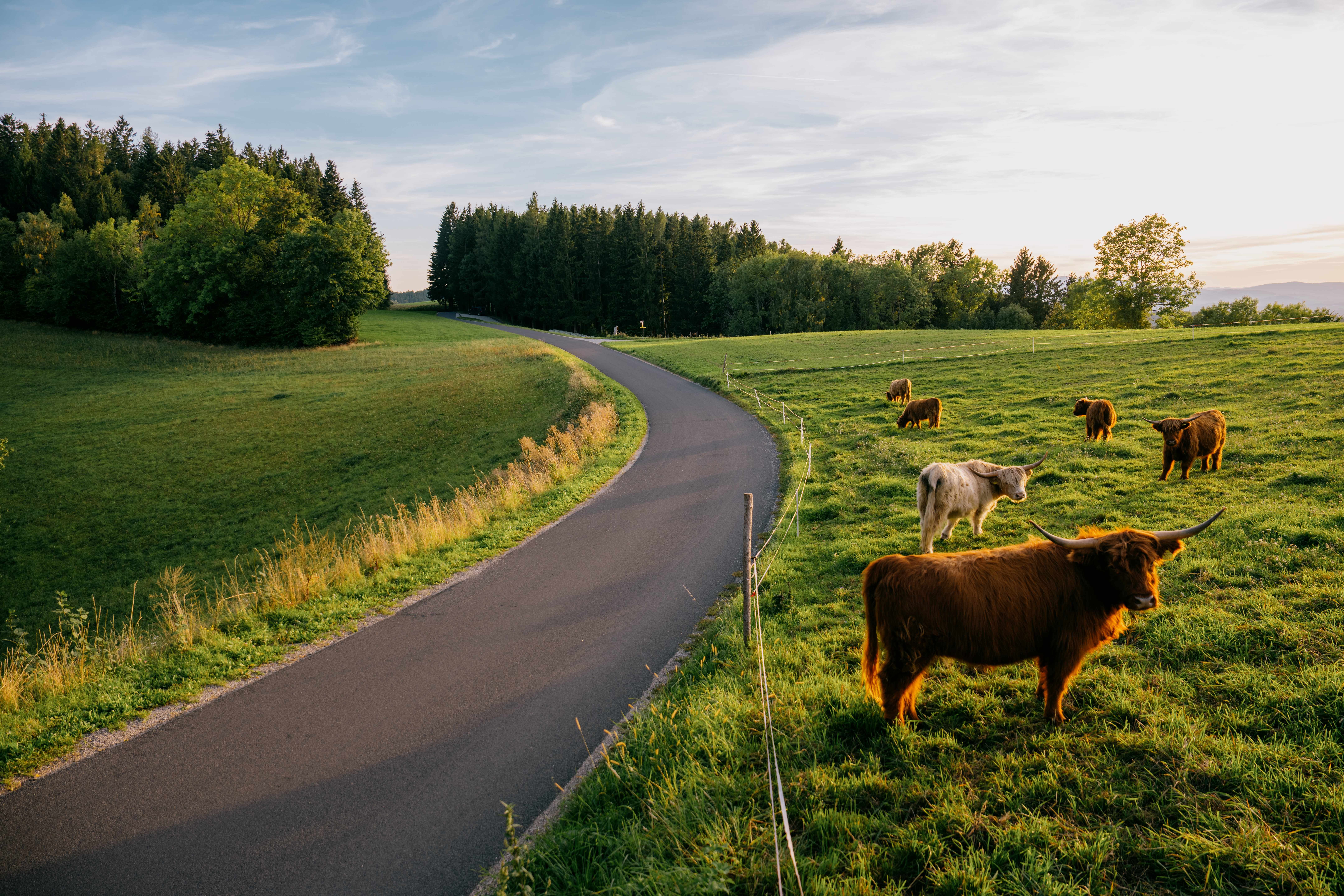 A winding country road leads through a green meadow with grazing highland cattle, surrounded by trees at sunset.