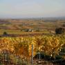 Autumnal vineyards with colorful foliage in a hilly landscape.
