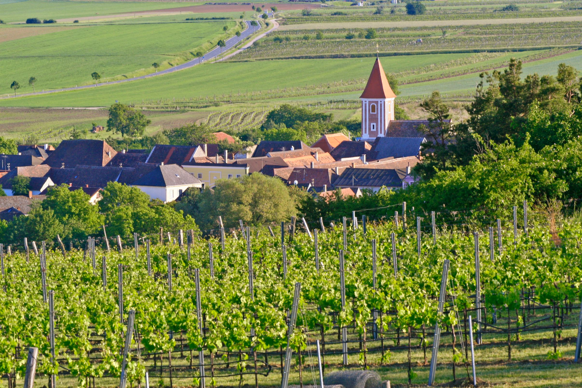 View of a village with a church and surrounding vineyards.