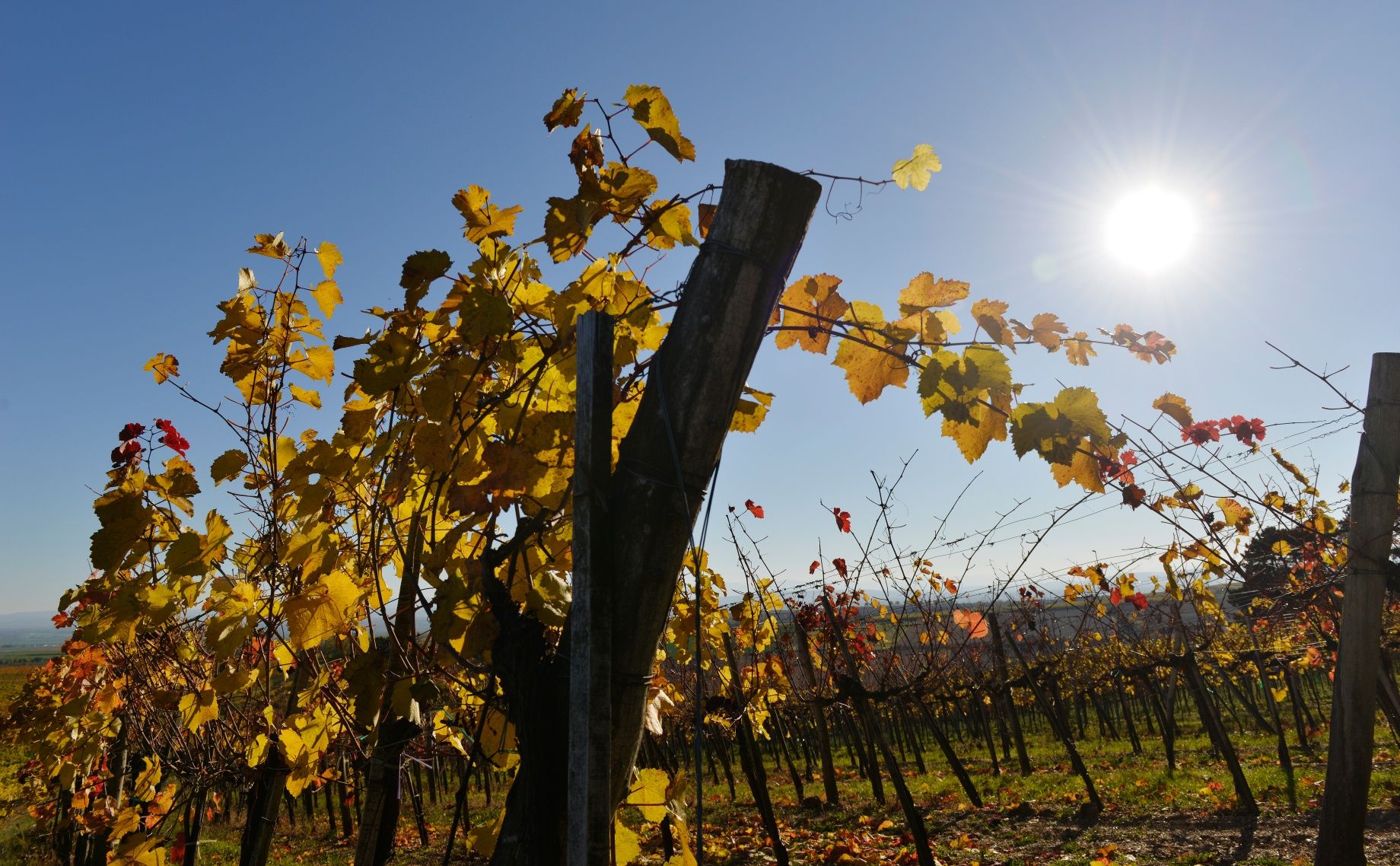 Vines