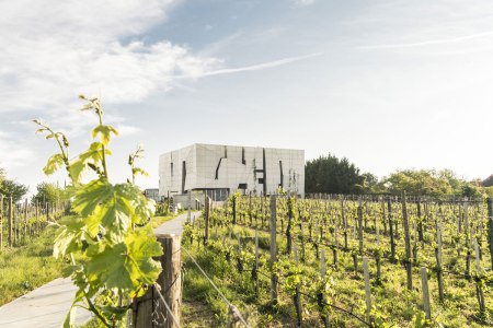 Wine route Kamptal, © Niederösterreich-Werbung/ Robert Herbst