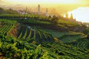 Wine autumn in Kremstal, © Barbara Krobath