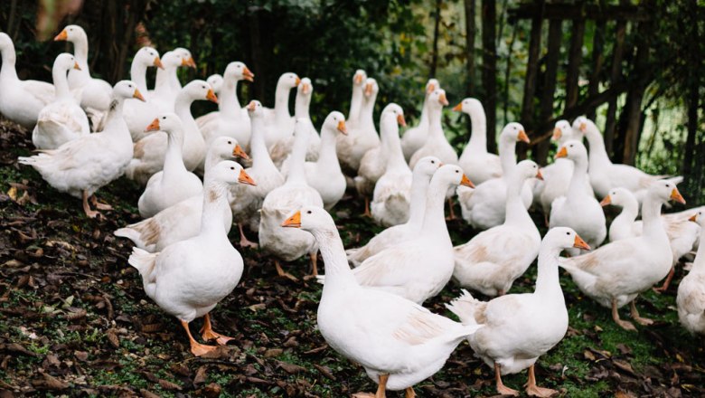 A group of white geese stands on a leaf-covered ground outside.