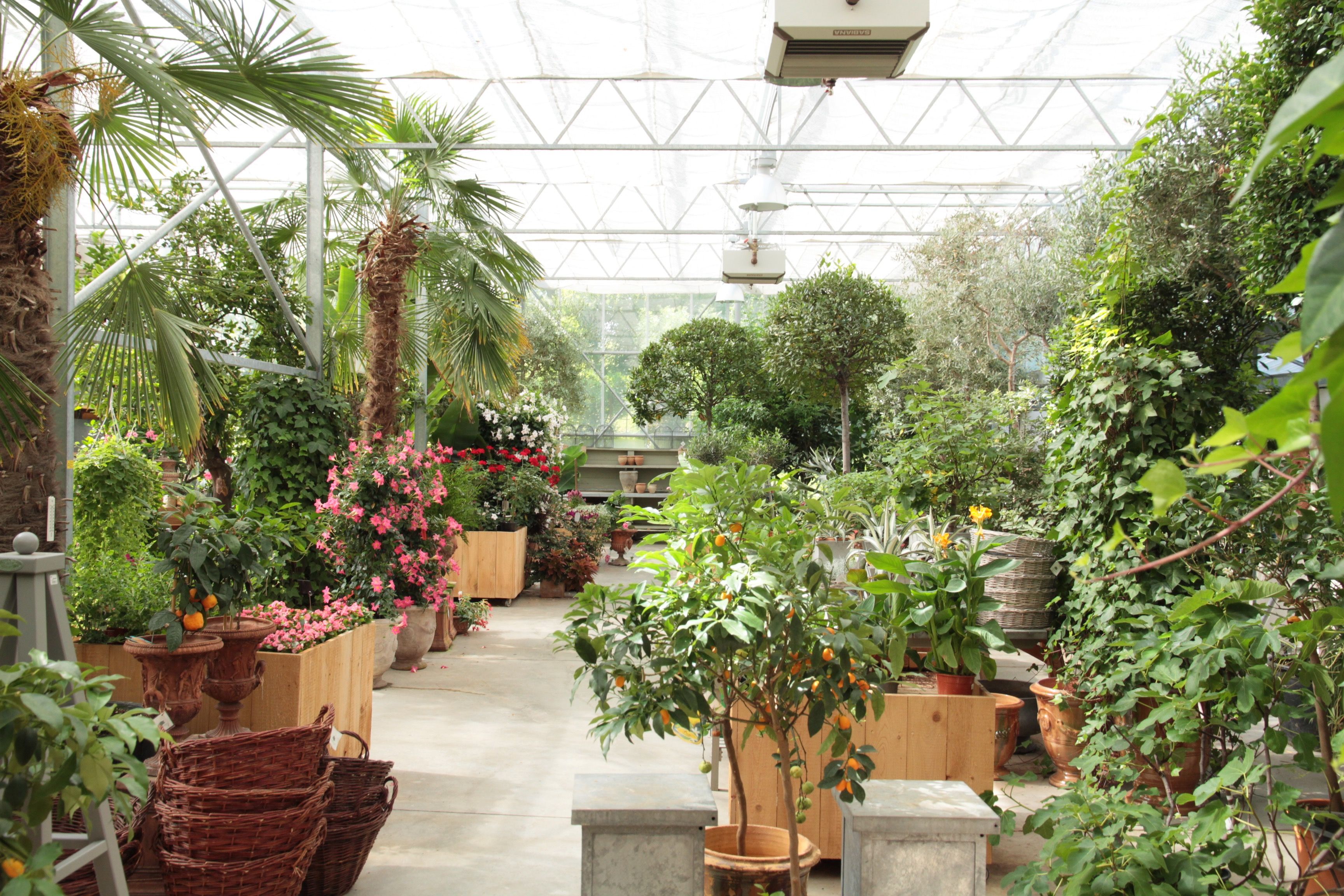 A greenhouse with various exotic plants and trees, including palm trees and flowering shrubs.