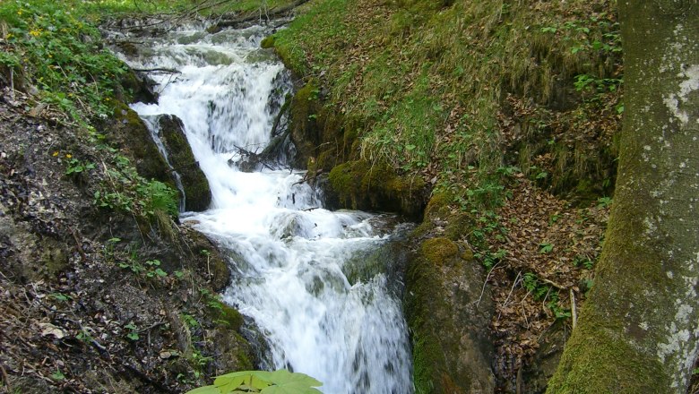 A small waterfall in the forest, surrounded by trees and moss.