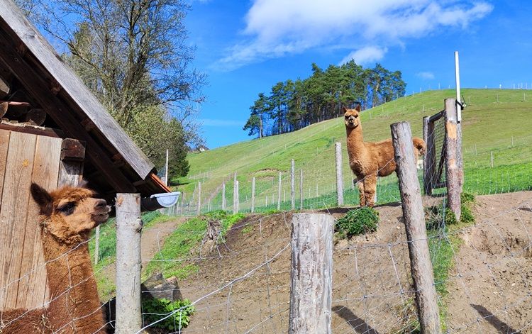 Alpacas on a green hill with a wooden fence and blue sky.