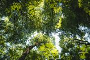 The leafy canopies of the Vienna Woods., © Wienerwald Tourismus/Louis Geister