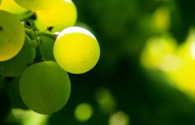 Winery Kerschbaumer, © Pixabay