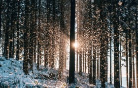 Winter forest, Waldviertel, © Waldviertel Tourismus/sommertage.com