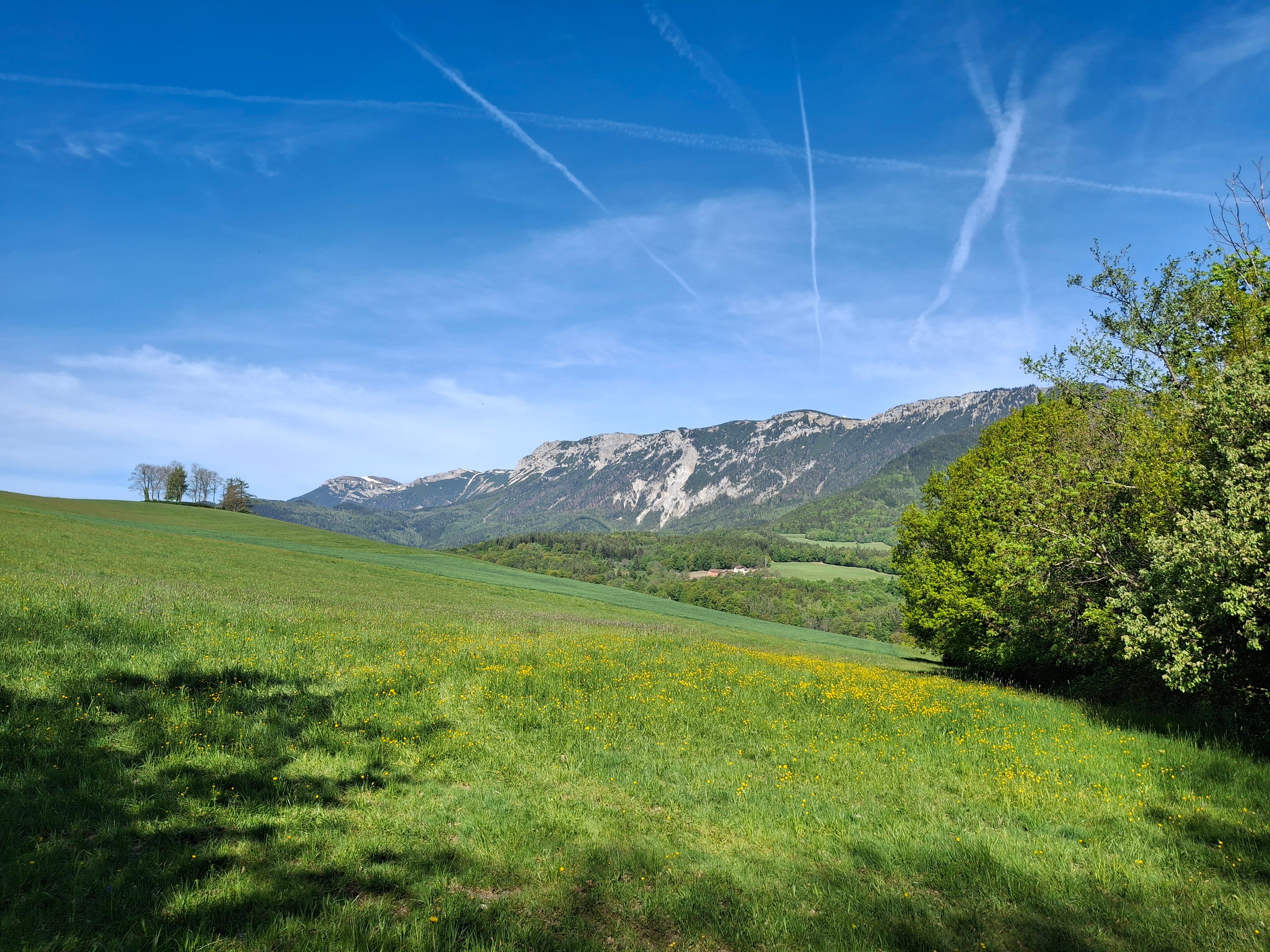 A green meadow with yellow flowers against a mountain backdrop under a blue sky