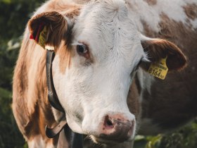 Ostalpin-Trail Hochkar - Lackenhof, &copy; (C) Gerald Demolsky