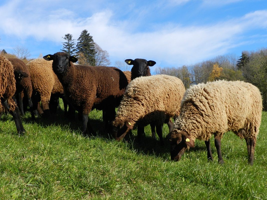 Sheep at the Poggau farm