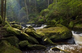 A wooded stream with moss-covered rocks and flowing water.