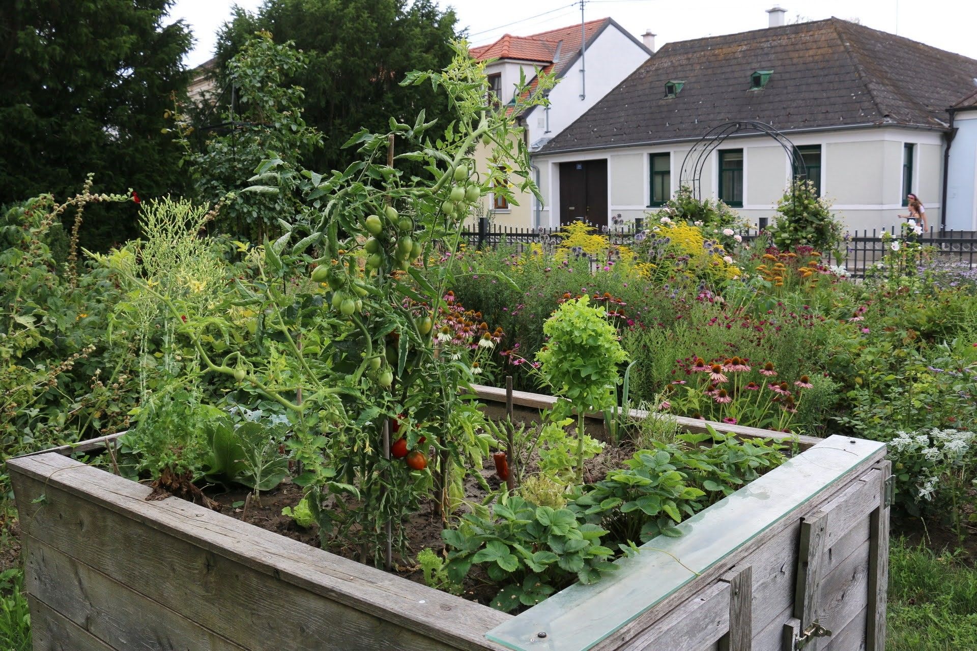 A lush garden with raised beds full of vegetables and flowers in front of a house.