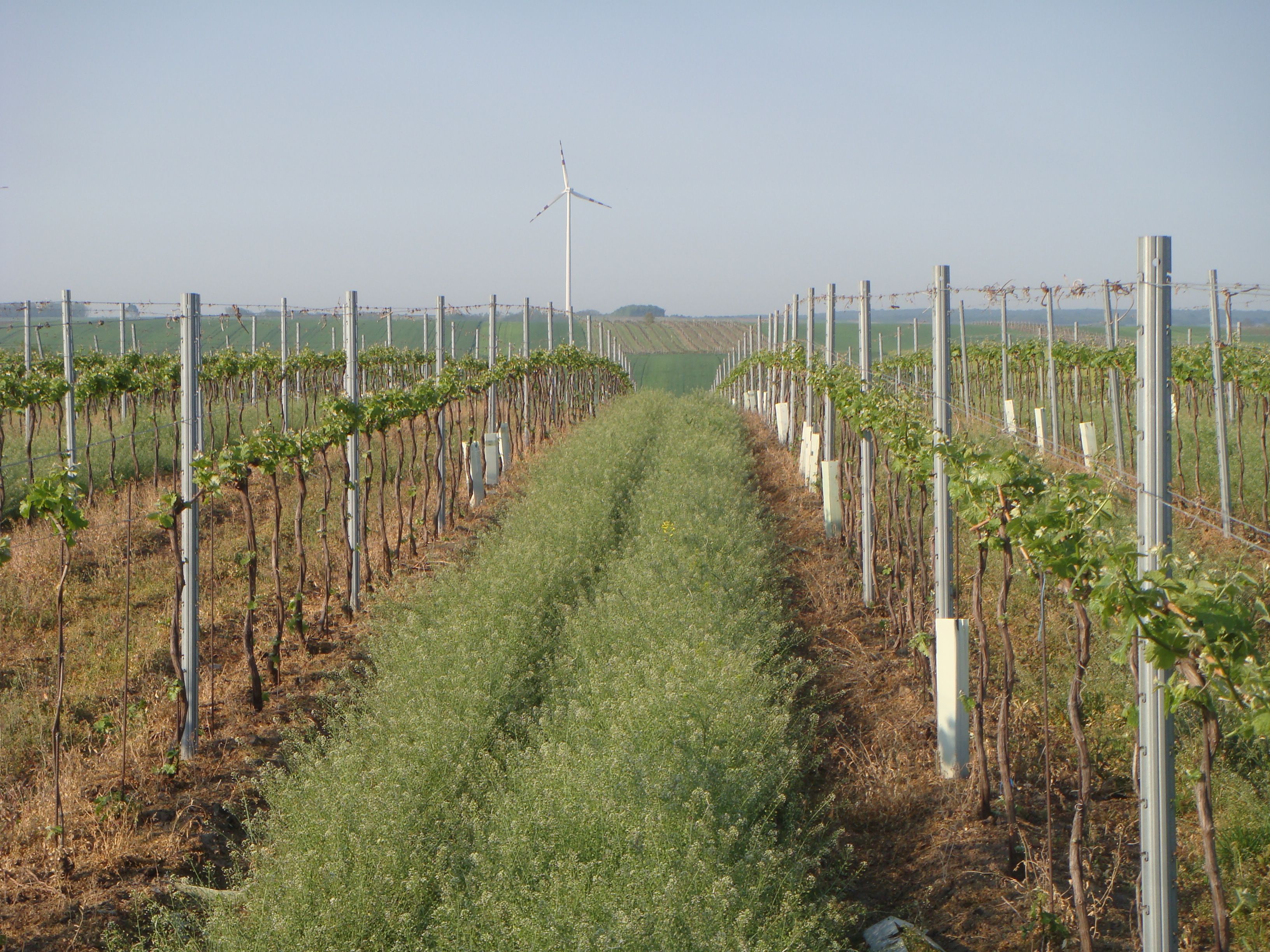 Vines in rows with wind turbine in the background.