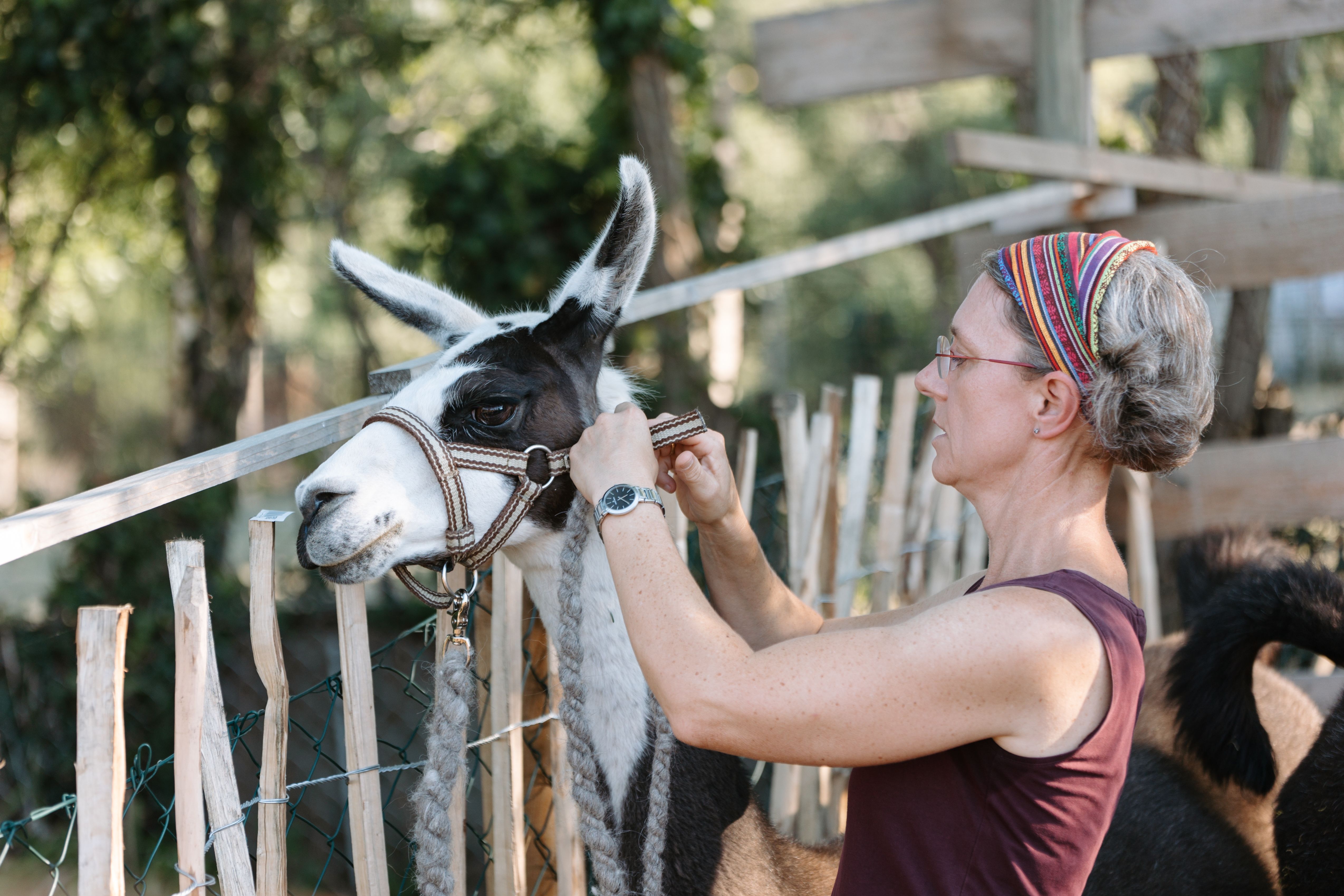 A woman attaches a halter to a llama in a fenced area.