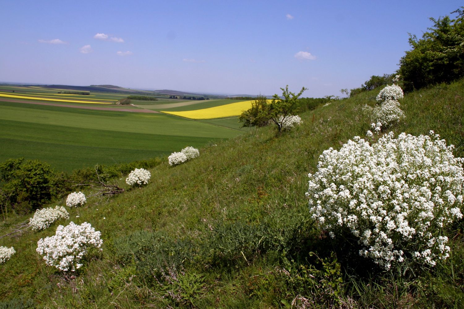 Hilly landscape with white flower bushes and fields in the background.