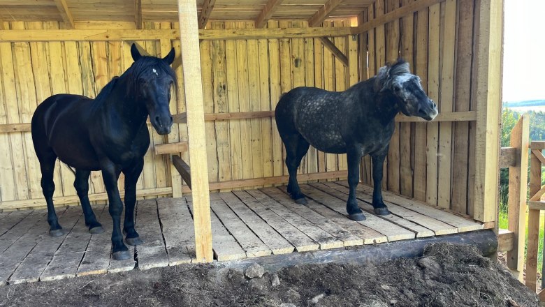 Two horses are standing in a wooden shelter on a farm.