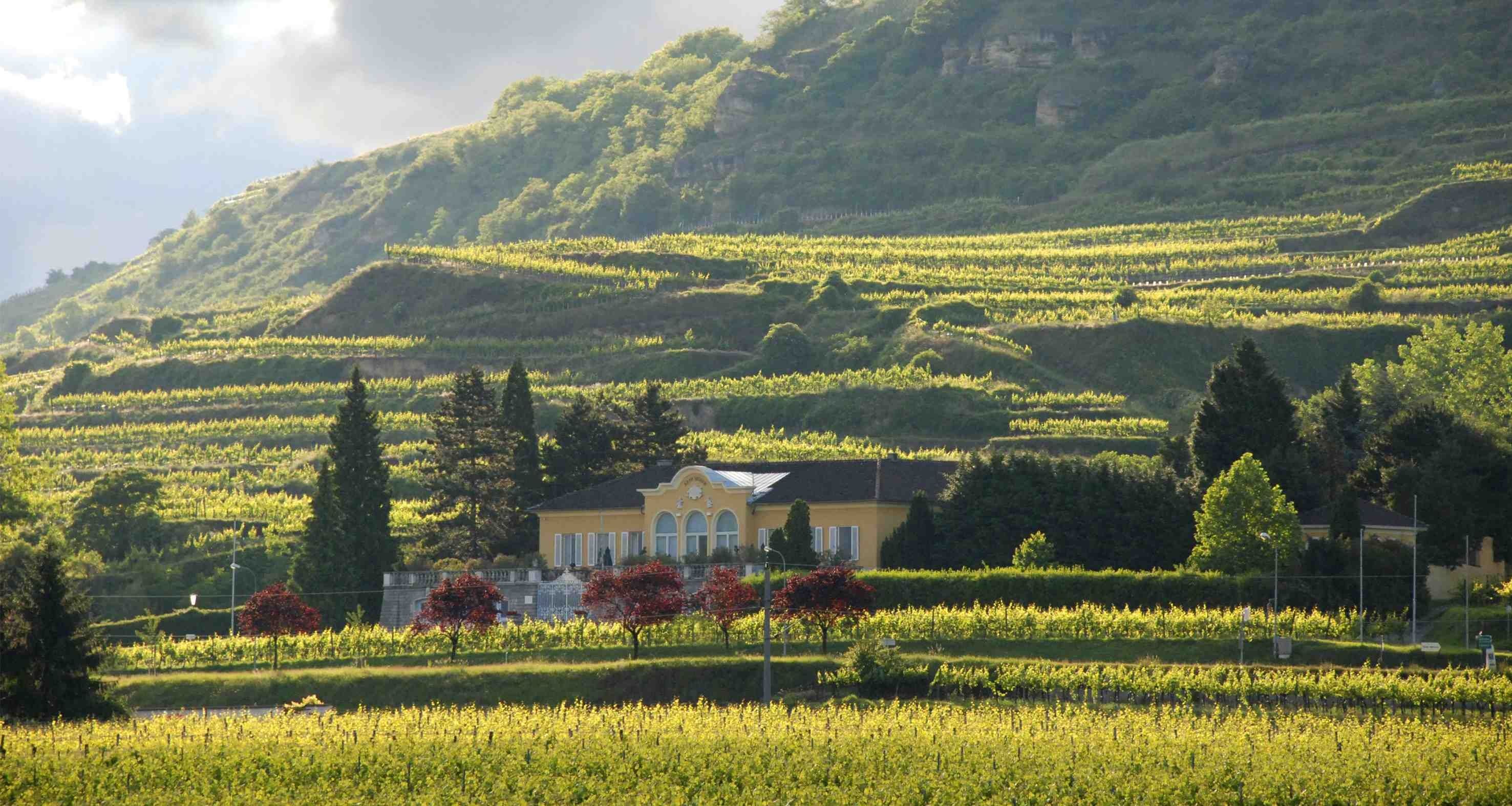 Vitikult Moser winery with terraced vineyards in the background.
