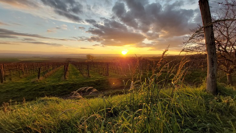 Vineyard at sunset