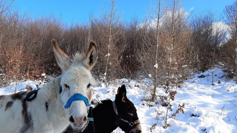 20210127_134637, &copy; (Copyright Christine Plocek)