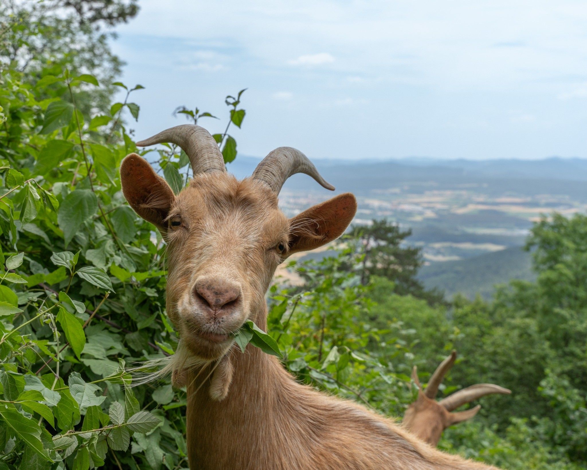 A goat eats leaves in front of a landscape with hills in the background.