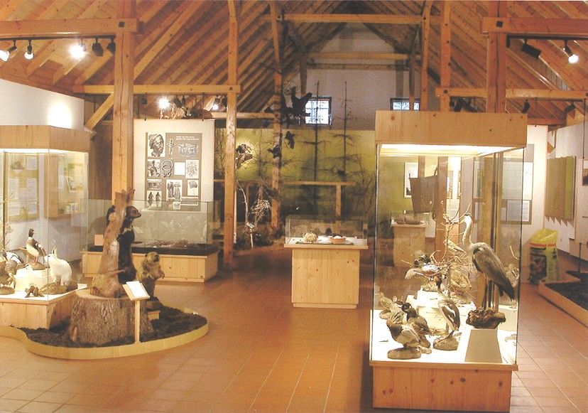 Interior view of a museum with wooden structure and animal exhibits.