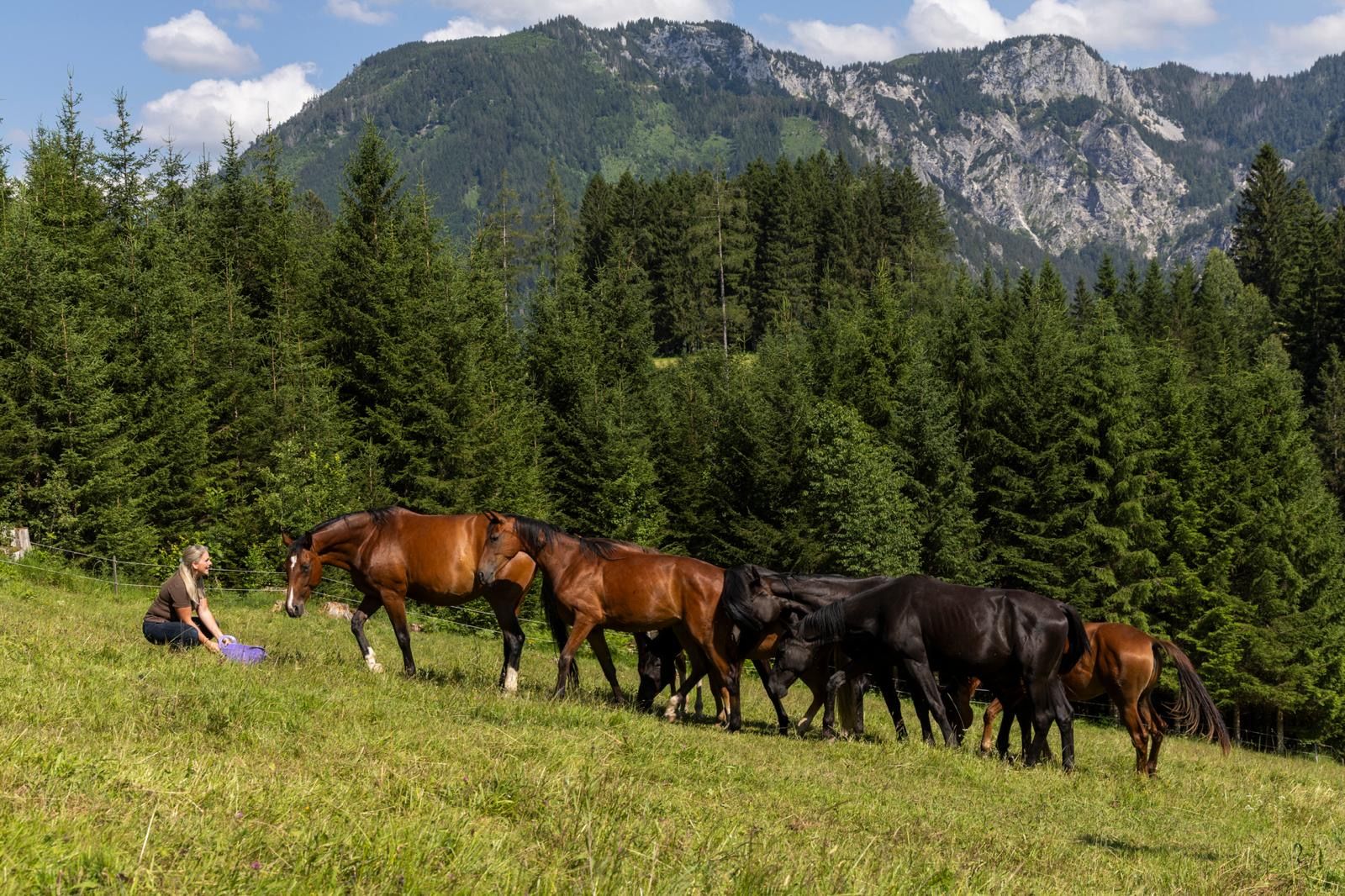 A woman is sitting in a meadow in front of a group of horses, surrounded by woods and mountains in the background.