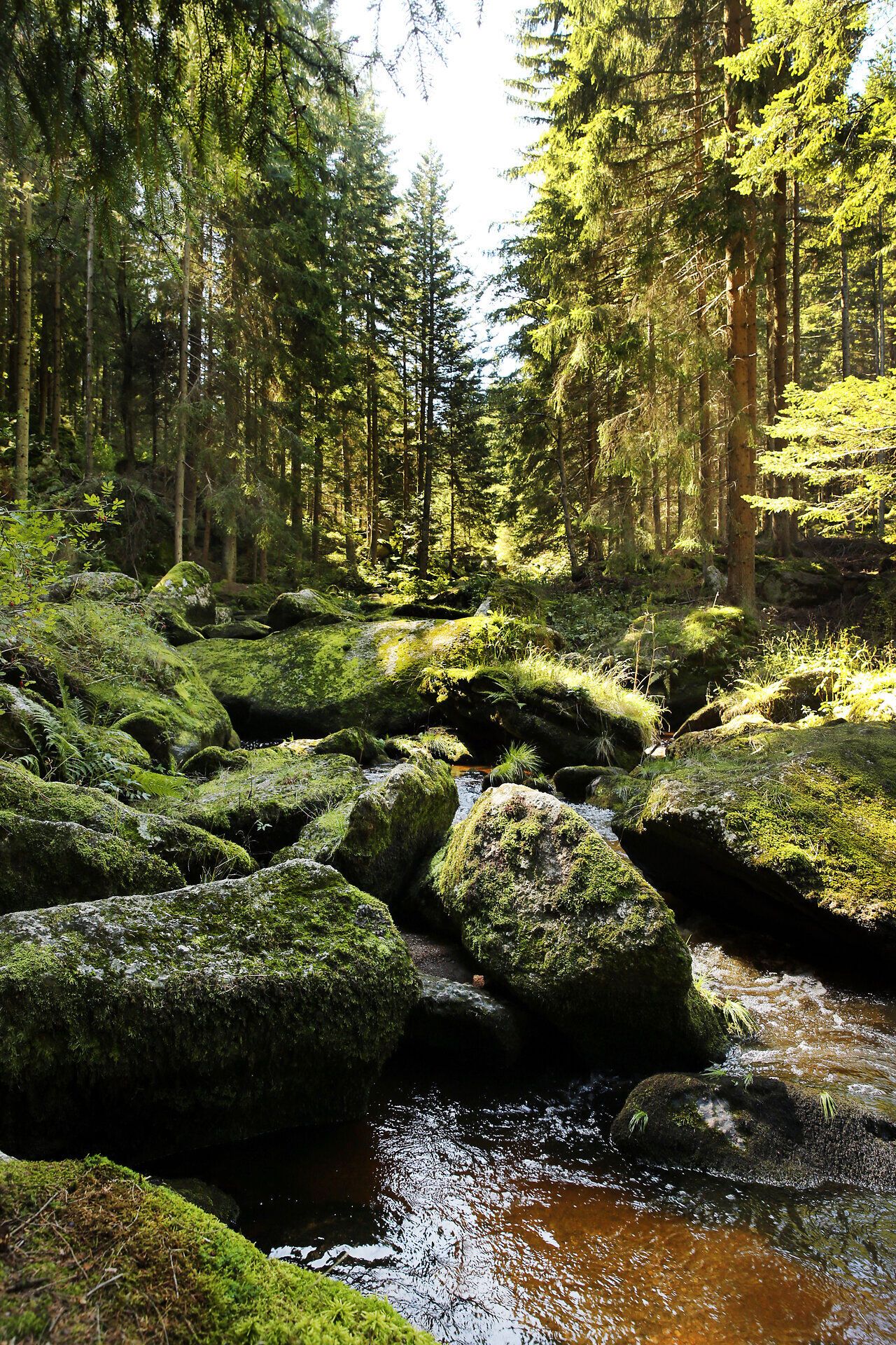 A gentle stream meanders through the lush, green landscape, surrounded by majestic conifers. The warm rays of sunlight penetrate the canopy, creating a play of light and shadow that emphasizes the natural beauty of this place.
