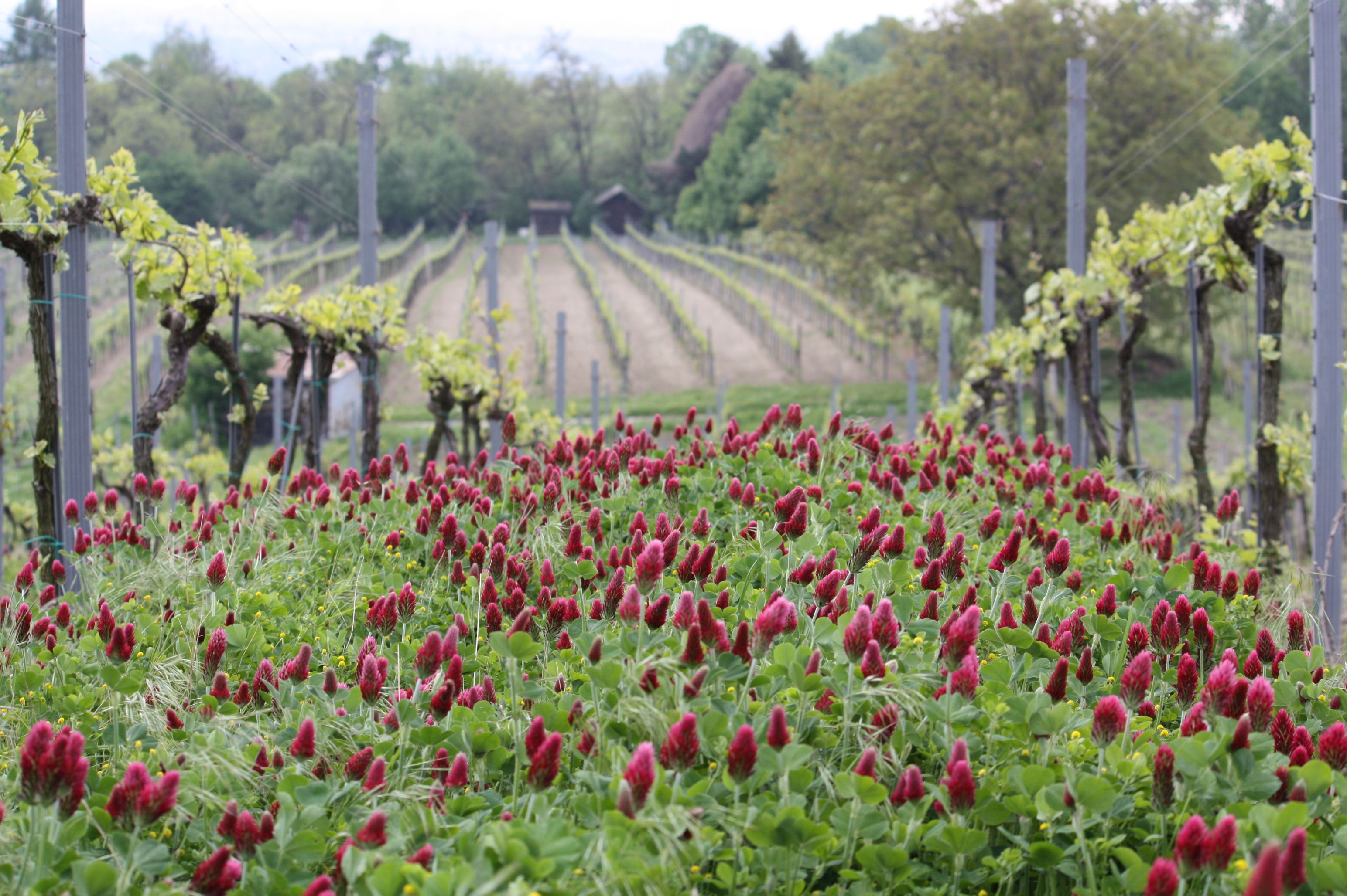 A vineyard with red flowers in the foreground and vines in the background.