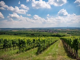 Blick auf Göttlesbrunn, © Donau Niederösterreich - Tourismusbüro Carnuntum-Marchfeld