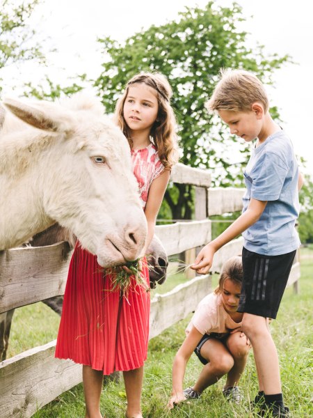 Wachau donkey adventure, © Niederösterreich Werbung/ Stefan Fuertbauer 