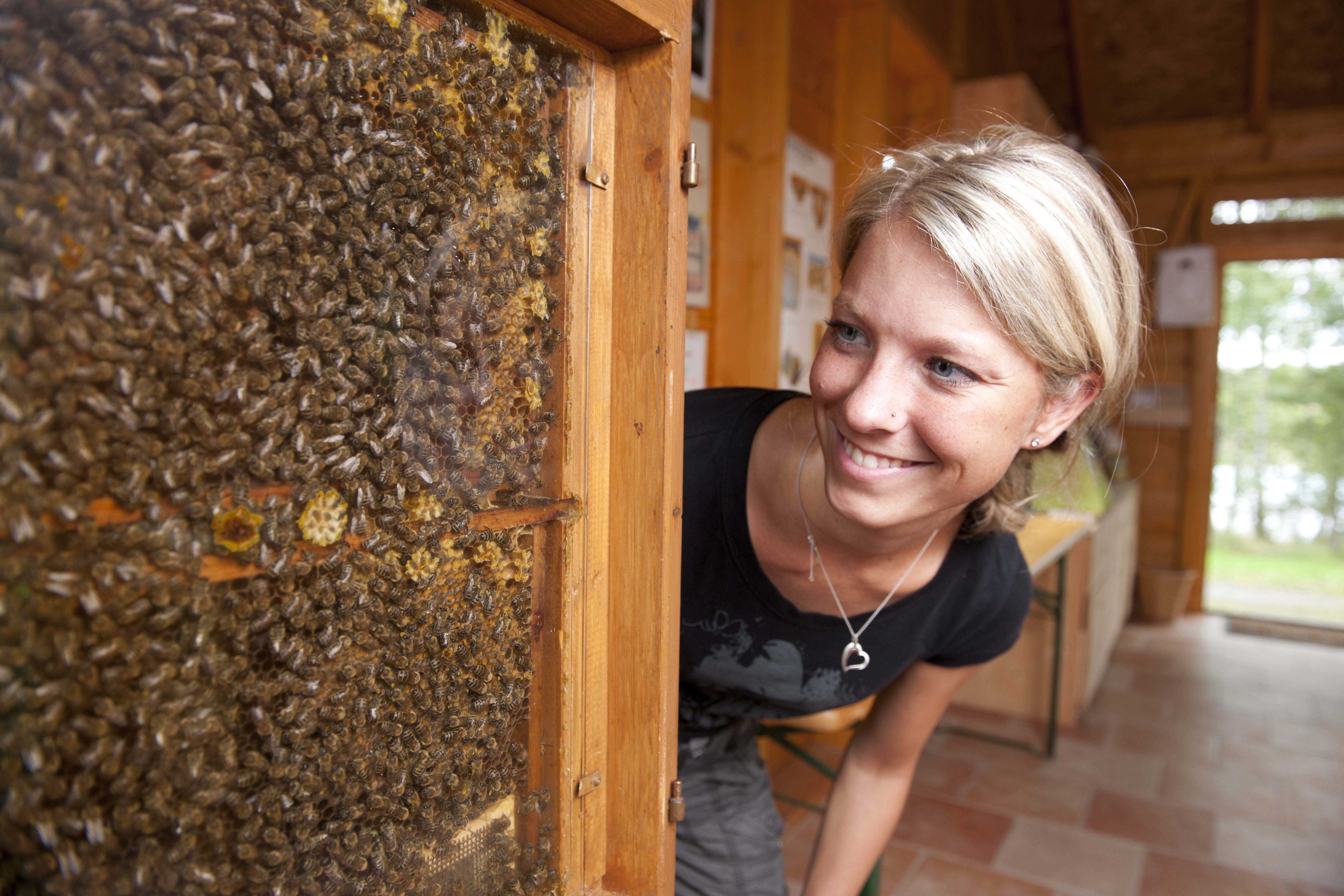 Woman looking at bees behind glass in a wooden frame.