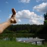 A leg with a raised foot in front of a pond with a footbridge and forest in the background.
