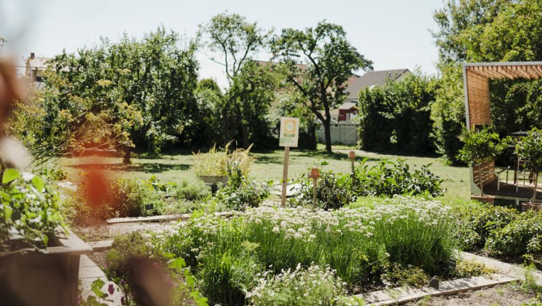 Green garden with herb beds and wooden pergola on a sunny day.