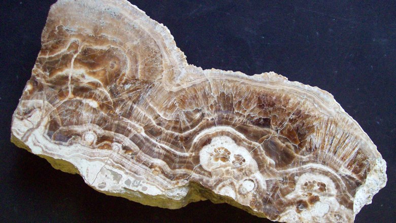Close-up of an aragonite mineral with brown and white layers.