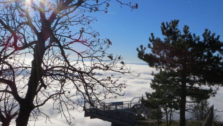 Viewing platform above a sea of clouds with trees in the foreground and sunshine.