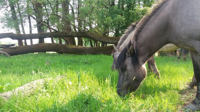 A Konik horse grazes on a green meadow against a background of trees.