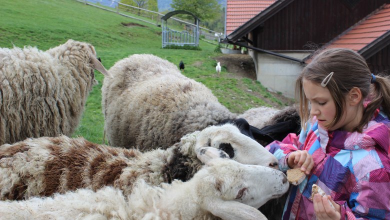 A girl feeds sheep in the petting zoo at the Flackl-Wirt.