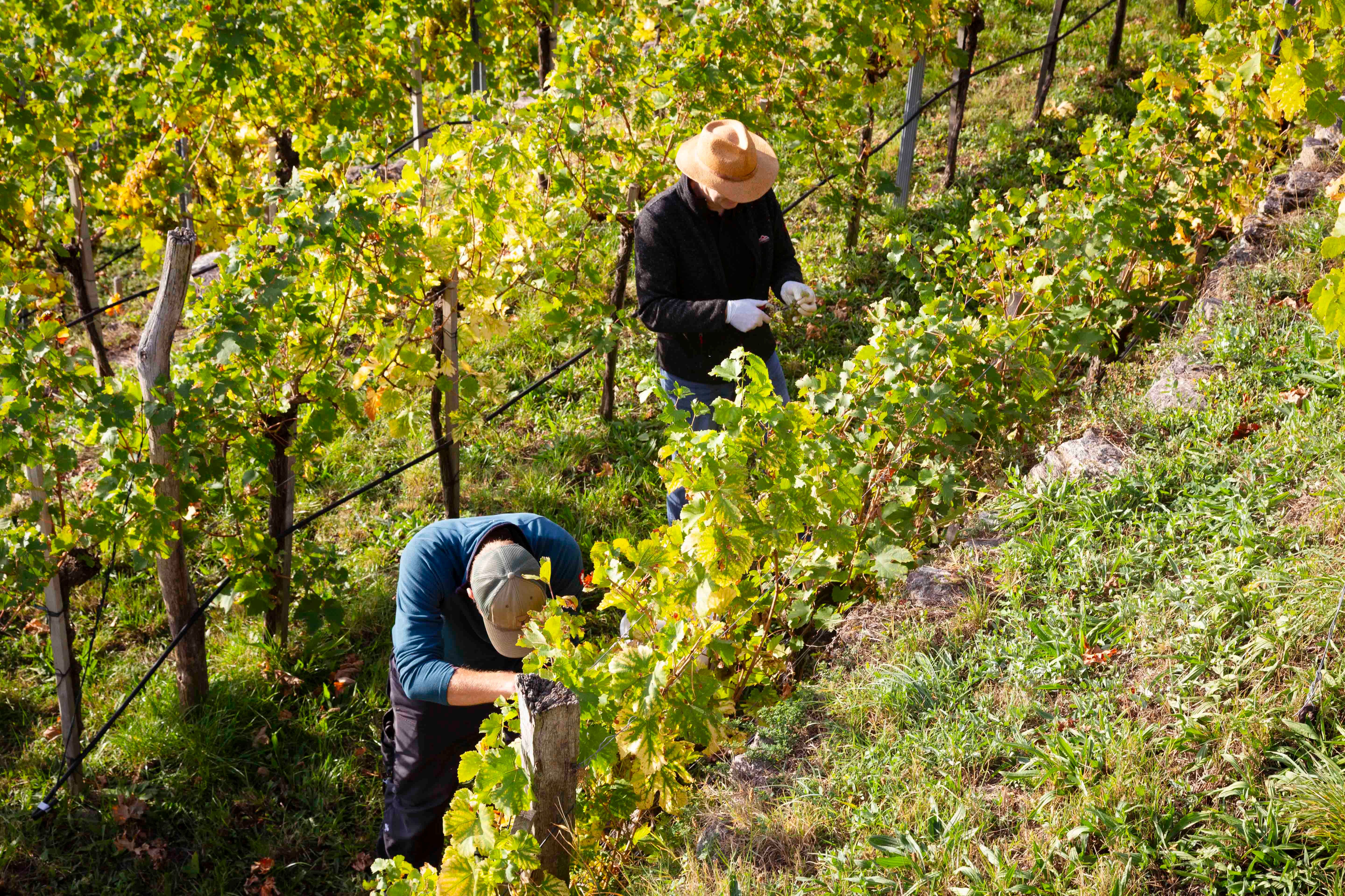 Grape harvest in the Wachau
